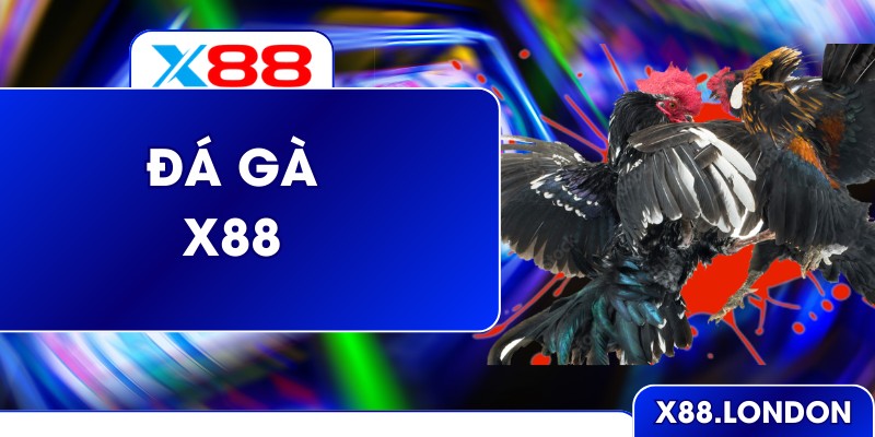 Xem trận đấu đá gà X88 trực tuyến sắc nét