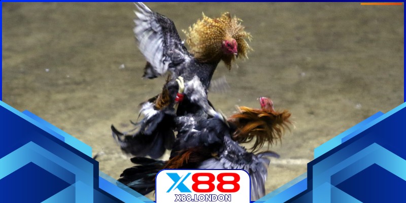 Chiến kê ra đòn quyết liệt