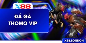 Đá Gà Thomo Vip – Trải Nghiệm Trường Sới kê Đỉnh Cao Ở X88