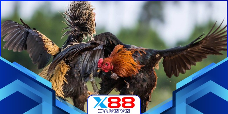 Đá gà Thomo vip trực tiếp sắc nét