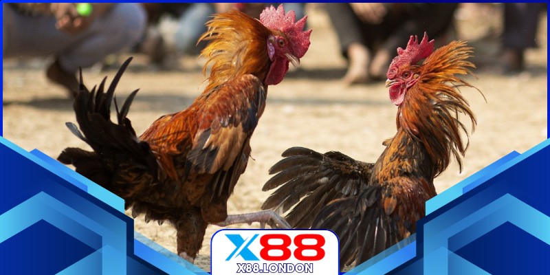 Chiến kê đối đầu căng thẳng tại trường