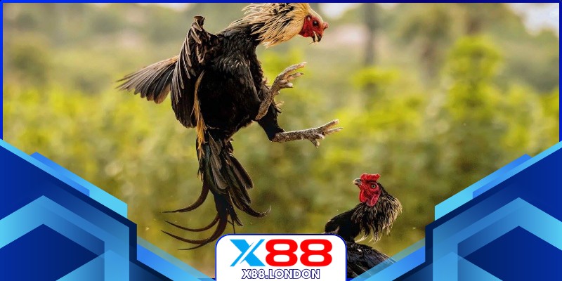 Khung cảnh sôi động khi xem đá gà giải