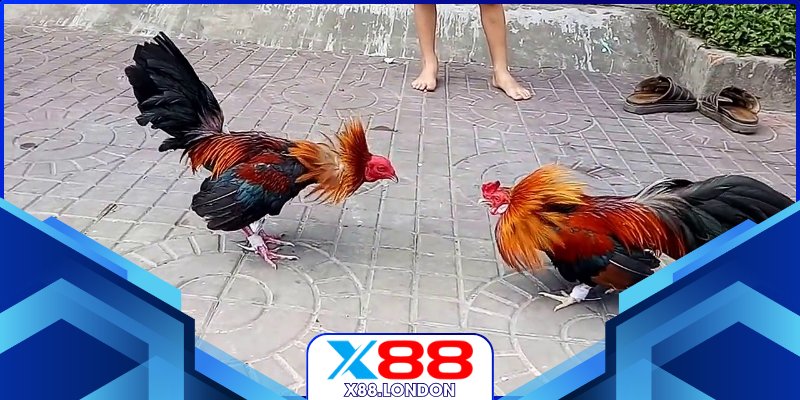 Người chơi quan sát kỹ chiến kê trước trận