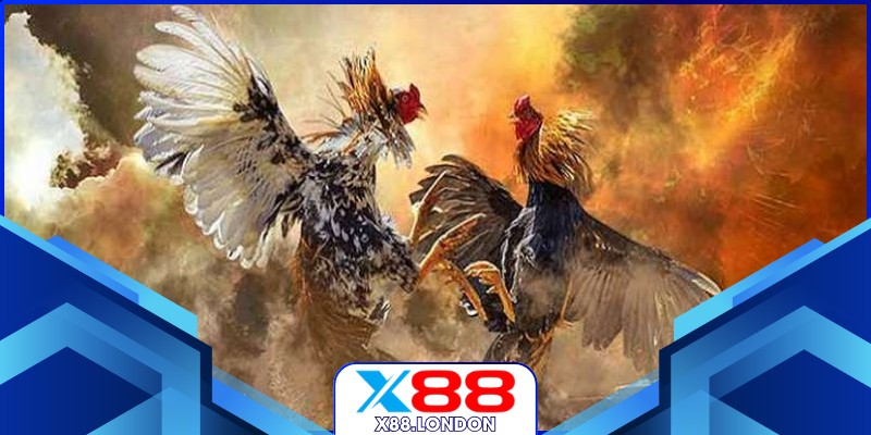 Xem đá gà cựa sắt hôm nay trực tuyến sắc nét