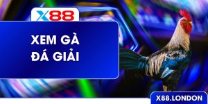 Xem Đá Gà Giải Siêu Nghẹt Thở Từng Giây Ở Nhà Cái X88