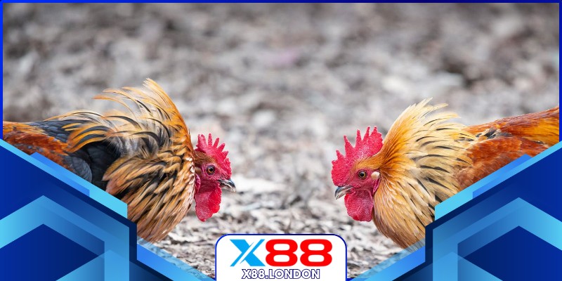 Chiến kê tung cựa trong trận đấu cực đã mắt