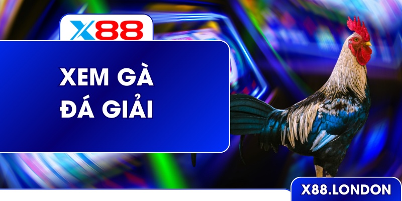 Xem Đá Gà Giải Siêu Nghẹt Thở Từng Giây Ở Nhà Cái X88